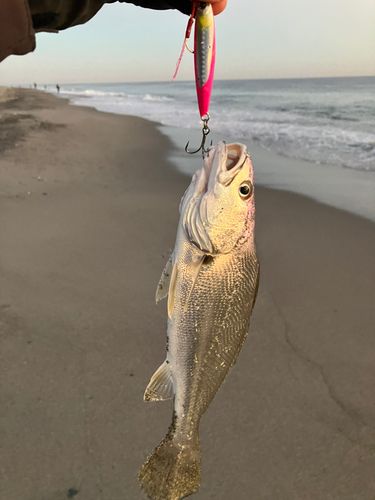 イシモチの釣果