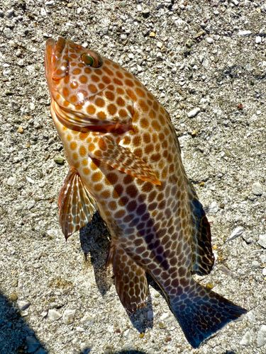 オオモンハタの釣果