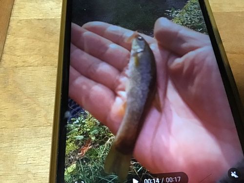 タカハヤの釣果