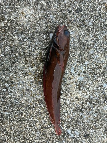 三陸海岸（宮城）