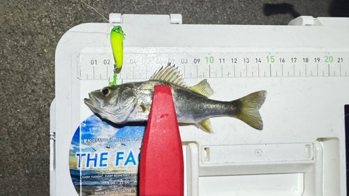 シーバスの釣果