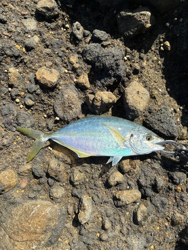 シマアジの釣果