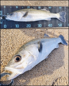 シーバスの釣果