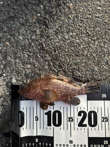 キジハタの釣果