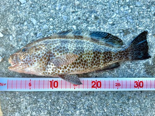 オオモンハタの釣果