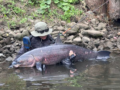 アオウオの釣果