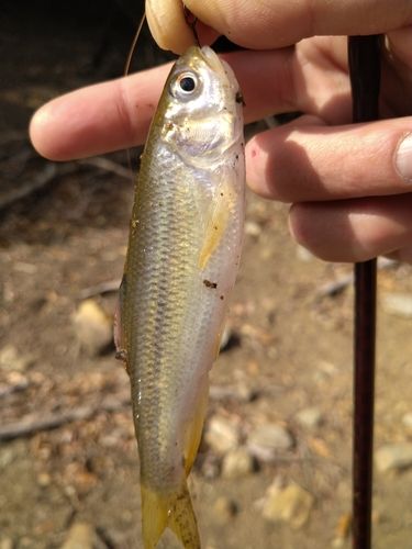 カワムツの釣果