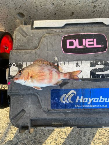 チャリコの釣果