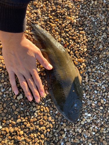 養老川臨海公園