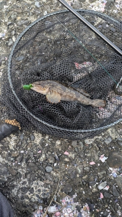 アイナメの釣果