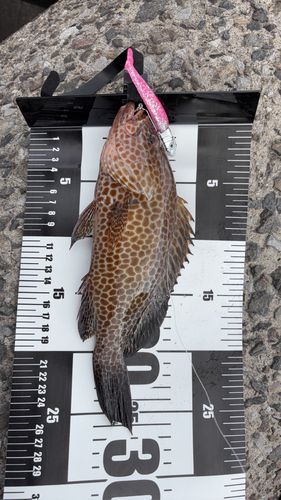 オオモンハタの釣果