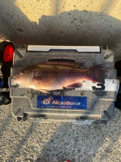 コブダイの釣果