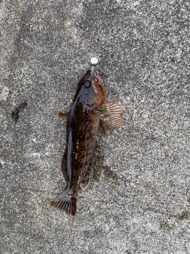 アイナメの釣果