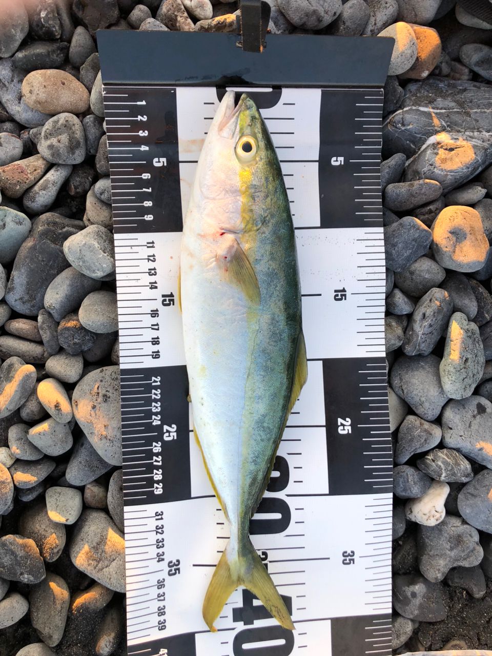 MajorCraft トリプルクロス ショアジギングの最安値・インプレ・釣果