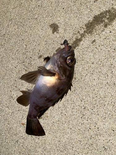 メバルの釣果