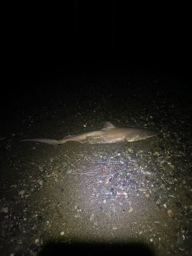 ドチザメの釣果