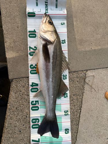 大野川（石川）