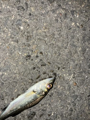 セイゴ（タイリクスズキ）の釣果