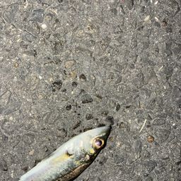 セイゴ（タイリクスズキ）