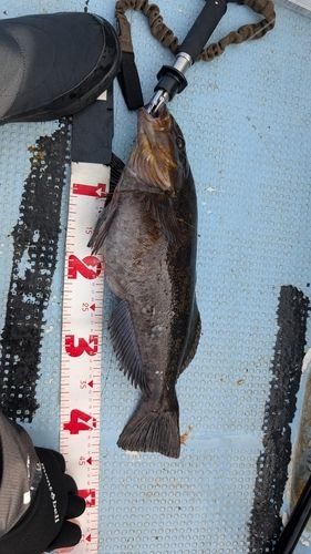 アイナメの釣果