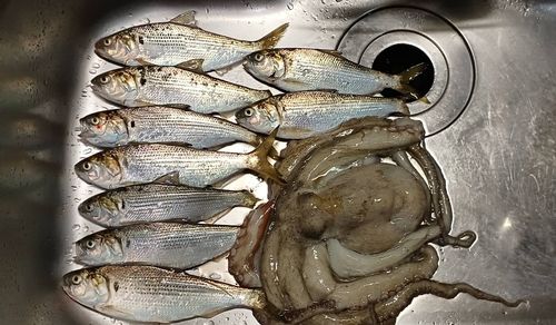 マダコの釣果