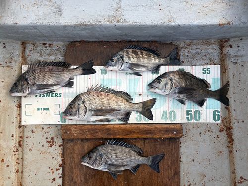 クロダイの釣果