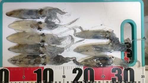 ヒイカの釣果