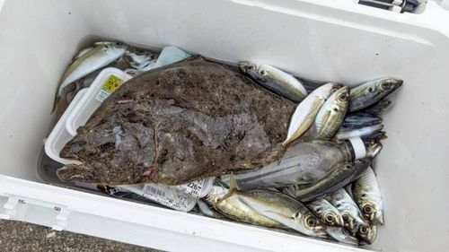 ヒラメの釣果