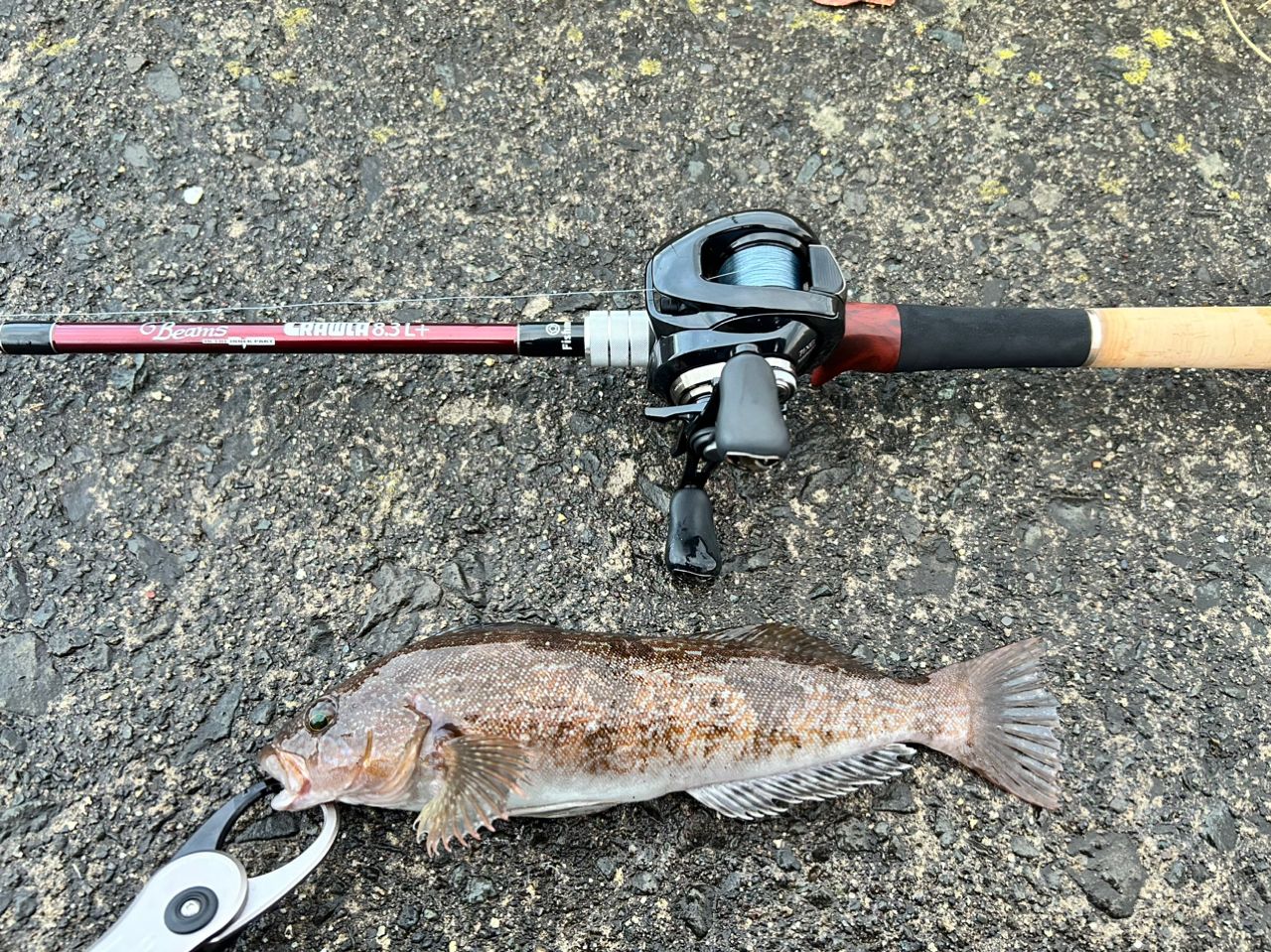 Fishman ビームス CRAWLA 8.3L＋の最安値・インプレ・釣果 | 本音の