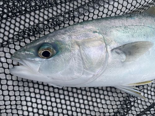 アマダイの釣果