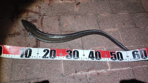 マアナゴの釣果