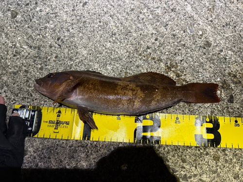 アイナメの釣果