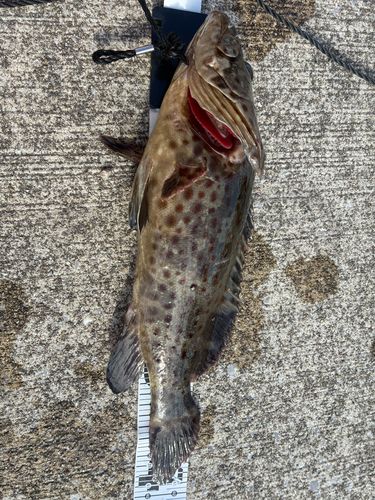 チャイロマルハタの釣果