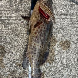 チャイロマルハタ