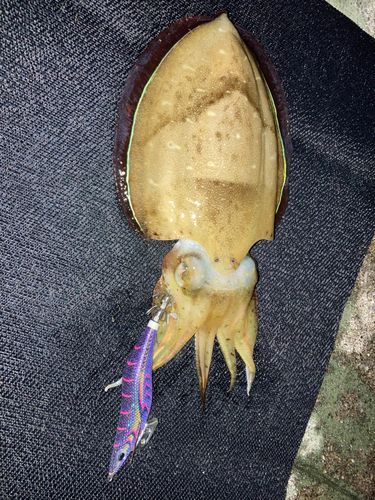 コウイカの釣果