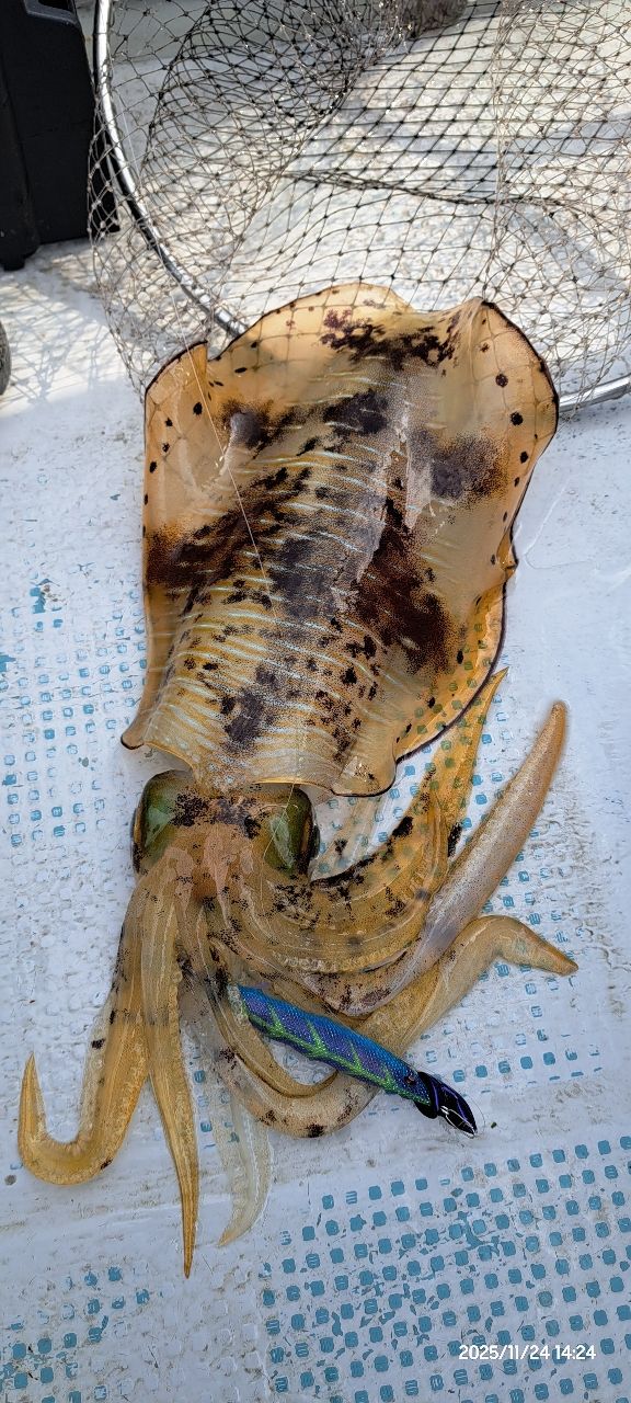 DAIWA 20エメラルダス AIR ボート 65MLS-Sの最安値・インプレ・釣果