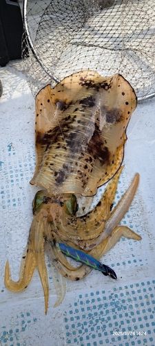 アオリイカの釣果