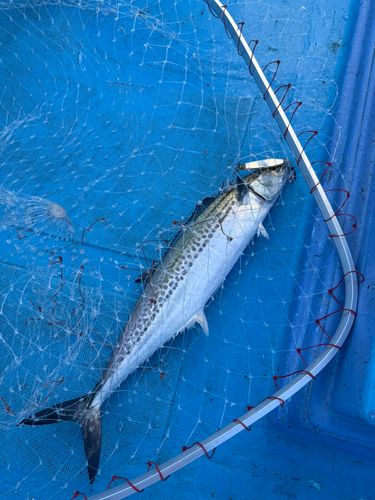 サゴシの釣果