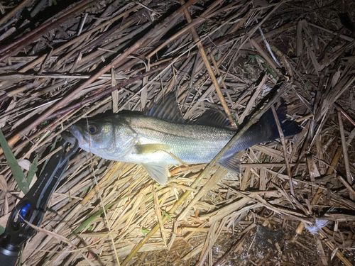 セイゴ（マルスズキ）の釣果