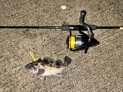 クロソイの釣果