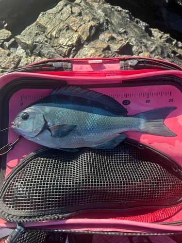 オナガグレの釣果