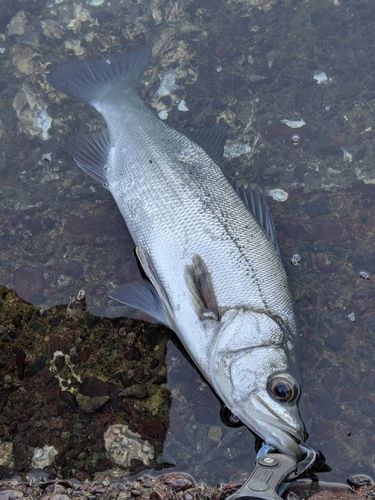 フッコ（ヒラスズキ）の釣果