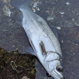 フッコ（ヒラスズキ）