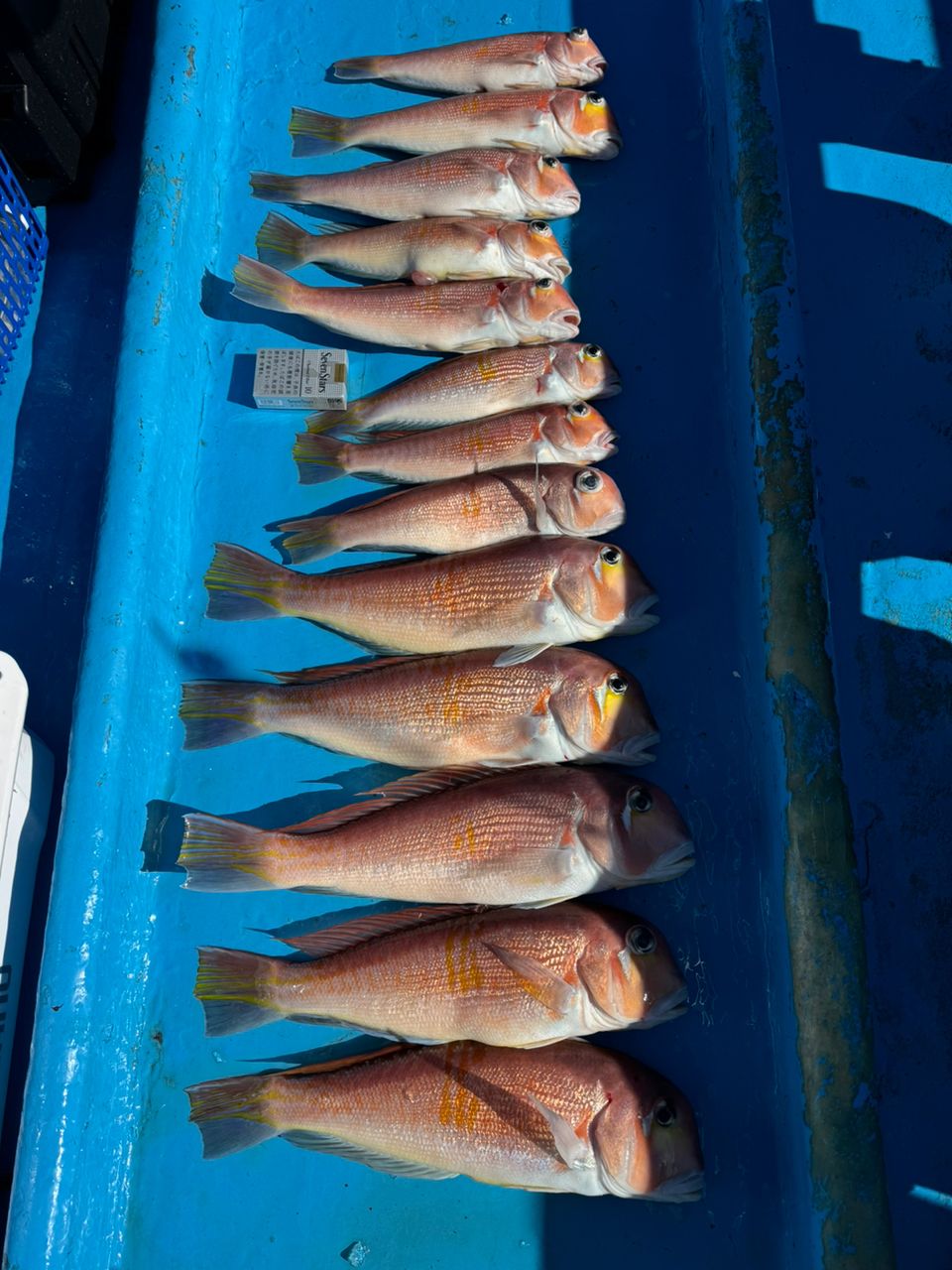 ファンタグレープさんの釣果 1枚目の画像