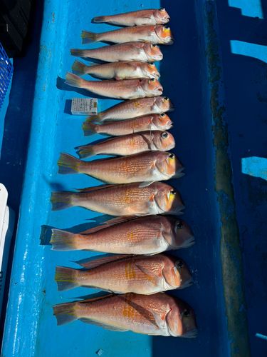 アマダイの釣果