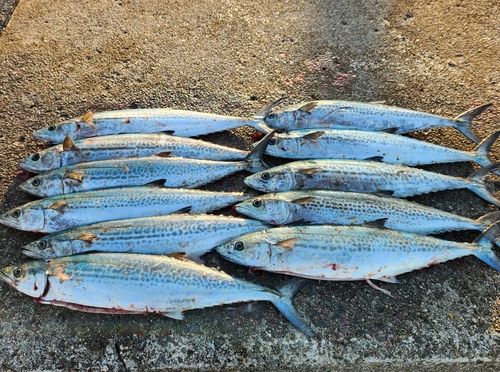 サゴシの釣果