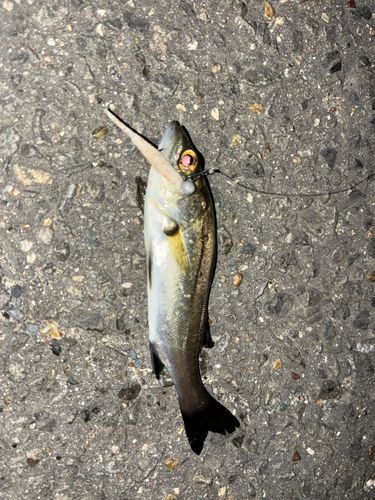 セイゴ（タイリクスズキ）の釣果