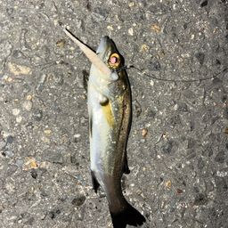 セイゴ（タイリクスズキ）