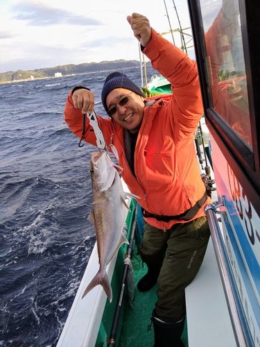 カンパチの釣果