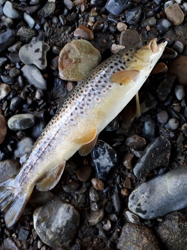 ブラウントラウトの釣果